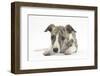 Brindle-And-White Whippet Puppy, 9 Weeks-Mark Taylor-Framed Photographic Print