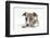 Brindle-And-White Whippet Puppy, 9 Weeks-Mark Taylor-Framed Photographic Print