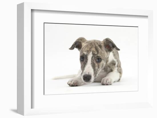 Brindle-And-White Whippet Puppy, 9 Weeks-Mark Taylor-Framed Photographic Print