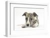 Brindle-And-White Whippet Puppy, 9 Weeks-Mark Taylor-Framed Photographic Print