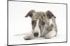 Brindle-And-White Whippet Puppy, 9 Weeks-Mark Taylor-Mounted Photographic Print