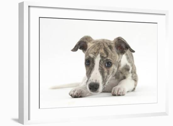Brindle-And-White Whippet Puppy, 9 Weeks-Mark Taylor-Framed Photographic Print