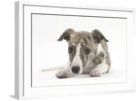 Brindle-And-White Whippet Puppy, 9 Weeks-Mark Taylor-Framed Photographic Print