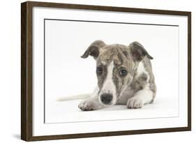 Brindle-And-White Whippet Puppy, 9 Weeks-Mark Taylor-Framed Photographic Print