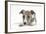 Brindle-And-White Whippet Puppy, 9 Weeks-Mark Taylor-Framed Photographic Print