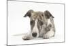 Brindle-And-White Whippet Puppy, 9 Weeks-Mark Taylor-Mounted Photographic Print