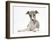 Brindle-And-White Whippet Puppy, 9 Weeks-Mark Taylor-Framed Photographic Print