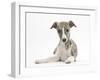 Brindle-And-White Whippet Puppy, 9 Weeks-Mark Taylor-Framed Photographic Print