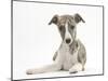 Brindle-And-White Whippet Puppy, 9 Weeks-Mark Taylor-Mounted Photographic Print