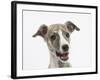 Brindle-And-White Whippet Puppy, 9 Weeks-Mark Taylor-Framed Photographic Print