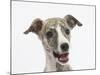 Brindle-And-White Whippet Puppy, 9 Weeks-Mark Taylor-Mounted Photographic Print