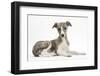 Brindle-And-White Whippet Puppy, 9 Weeks-Mark Taylor-Framed Photographic Print