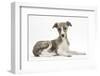 Brindle-And-White Whippet Puppy, 9 Weeks-Mark Taylor-Framed Photographic Print