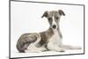 Brindle-And-White Whippet Puppy, 9 Weeks-Mark Taylor-Mounted Photographic Print