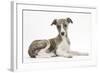 Brindle-And-White Whippet Puppy, 9 Weeks-Mark Taylor-Framed Photographic Print