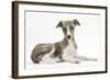 Brindle-And-White Whippet Puppy, 9 Weeks-Mark Taylor-Framed Photographic Print