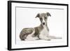 Brindle-And-White Whippet Puppy, 9 Weeks-Mark Taylor-Framed Photographic Print