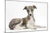 Brindle-And-White Whippet Puppy, 9 Weeks-Mark Taylor-Mounted Photographic Print