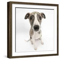 Brindle-And-White Whippet Puppy, 9 Weeks-Mark Taylor-Framed Photographic Print