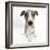 Brindle-And-White Whippet Puppy, 9 Weeks-Mark Taylor-Framed Photographic Print