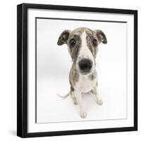 Brindle-And-White Whippet Puppy, 9 Weeks-Mark Taylor-Framed Photographic Print