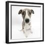 Brindle-And-White Whippet Puppy, 9 Weeks-Mark Taylor-Framed Photographic Print