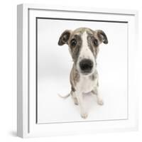 Brindle-And-White Whippet Puppy, 9 Weeks-Mark Taylor-Framed Photographic Print