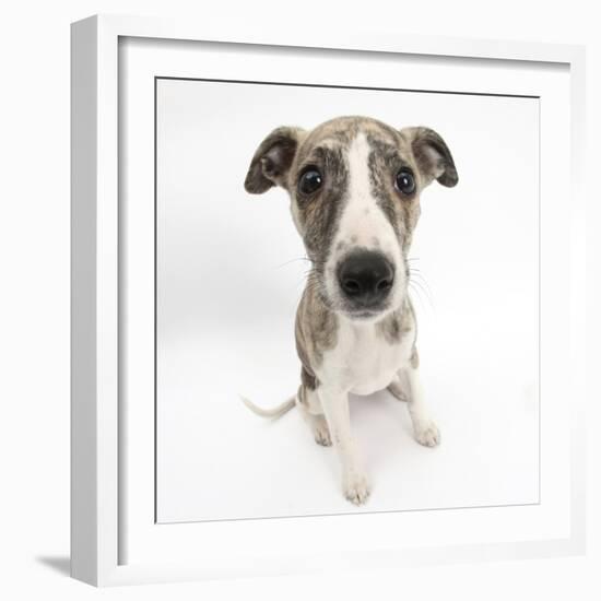 Brindle-And-White Whippet Puppy, 9 Weeks-Mark Taylor-Framed Photographic Print
