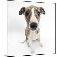Brindle-And-White Whippet Puppy, 9 Weeks-Mark Taylor-Mounted Photographic Print