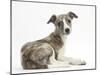 Brindle-And-White Whippet Puppy, 9 Weeks-Mark Taylor-Mounted Photographic Print