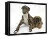 Brindle Lurcher Dog, and Brown Shih-Tzu-Mark Taylor-Framed Stretched Canvas