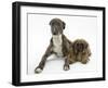 Brindle Lurcher Dog, and Brown Shih-Tzu-Mark Taylor-Framed Photographic Print