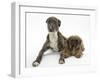 Brindle Lurcher Dog, and Brown Shih-Tzu-Mark Taylor-Framed Photographic Print