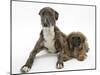 Brindle Lurcher Dog, and Brown Shih-Tzu-Mark Taylor-Mounted Photographic Print