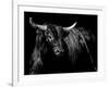 Brindle Rodeo Bull-Julie Chapman-Framed Art Print