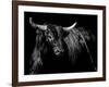 Brindle Rodeo Bull-Julie Chapman-Framed Art Print