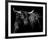 Brindle Rodeo Bull-Julie Chapman-Framed Art Print