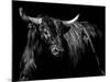 Brindle Rodeo Bull-Julie Chapman-Mounted Art Print