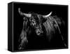 Brindle Rodeo Bull-Julie Chapman-Framed Stretched Canvas