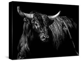 Brindle Rodeo Bull-Julie Chapman-Stretched Canvas