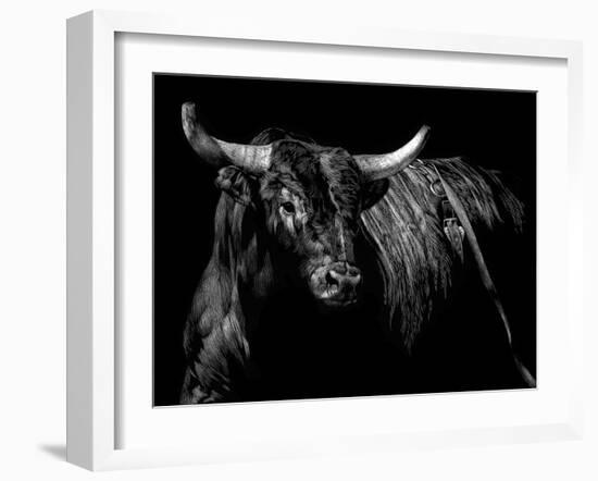 Brindle Rodeo Bull-Julie Chapman-Framed Art Print