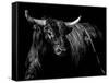 Brindle Rodeo Bull-Julie Chapman-Framed Stretched Canvas