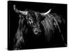 Brindle Rodeo Bull-Julie Chapman-Stretched Canvas