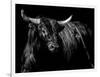 Brindle Rodeo Bull-Julie Chapman-Framed Art Print