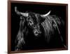 Brindle Rodeo Bull-Julie Chapman-Framed Art Print