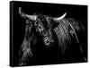 Brindle Rodeo Bull-Julie Chapman-Framed Stretched Canvas