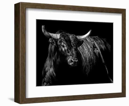 Brindle Rodeo Bull-Julie Chapman-Framed Art Print