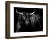 Brindle Rodeo Bull-Julie Chapman-Framed Art Print