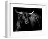 Brindle Rodeo Bull-Julie Chapman-Framed Art Print