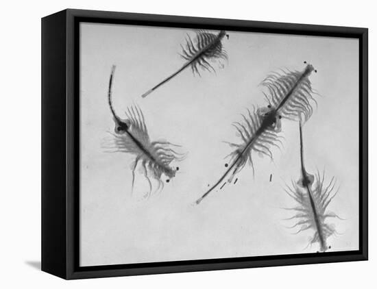 Brine Shrimp, Only Animal That Can Live in the Great Salt Lake-Fritz Goro-Framed Stretched Canvas